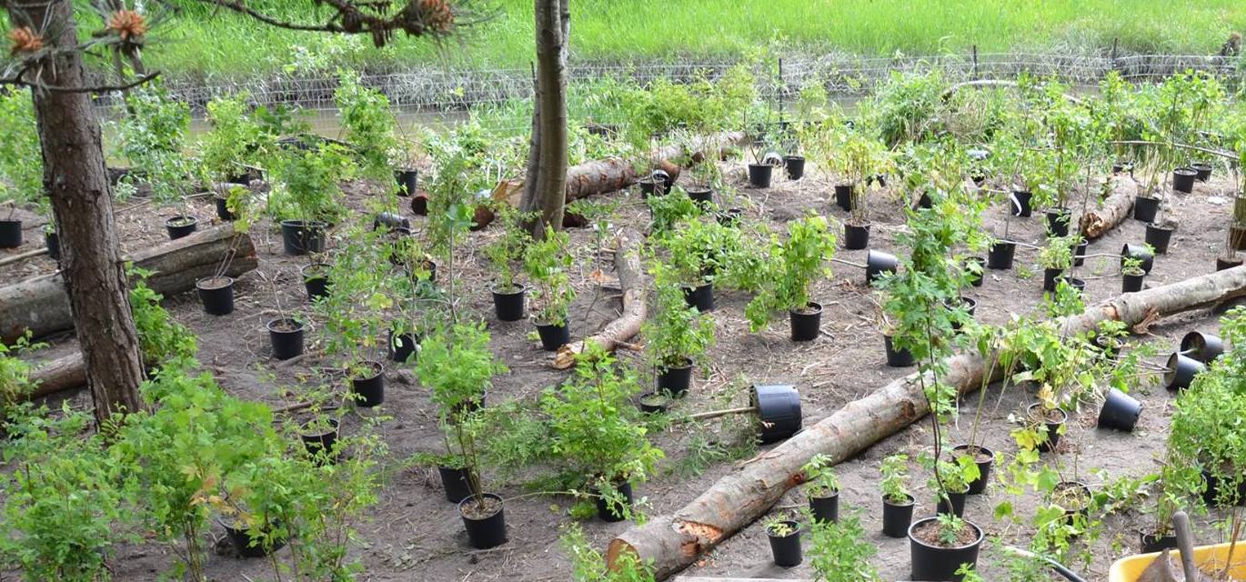 tree planting