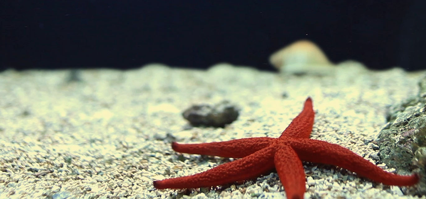 regenerative business summit